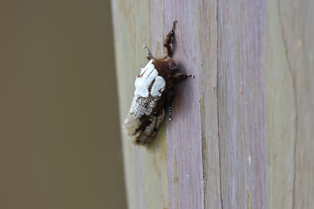 Gros plan d’un insecte sur une surface en bois