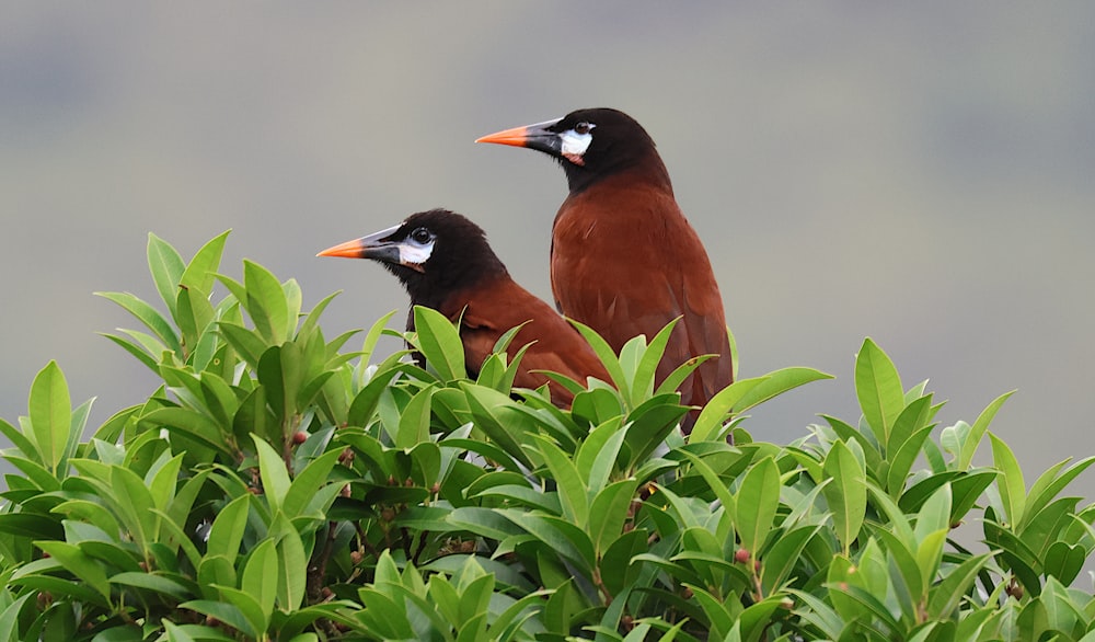 a couple of birds sitting on top of a lush green tree