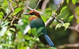 Close-up of vibrant tropical bird perched on a branch surrounded by rainforest leaves