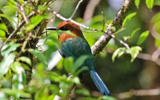 A colorful exotic bird perched on a branch surrounded by lush green foliage in Tobago.