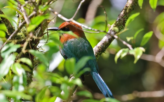 A colorful exotic bird perched on a branch surrounded by lush green foliage in Tobago.