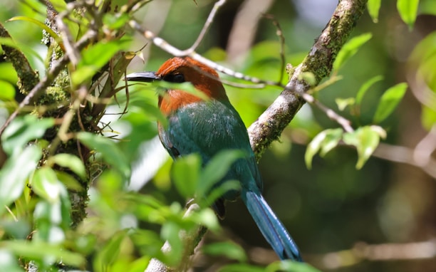 Close-up of a vibrant tropical bird perched on a branch in the Amazon rainforest.