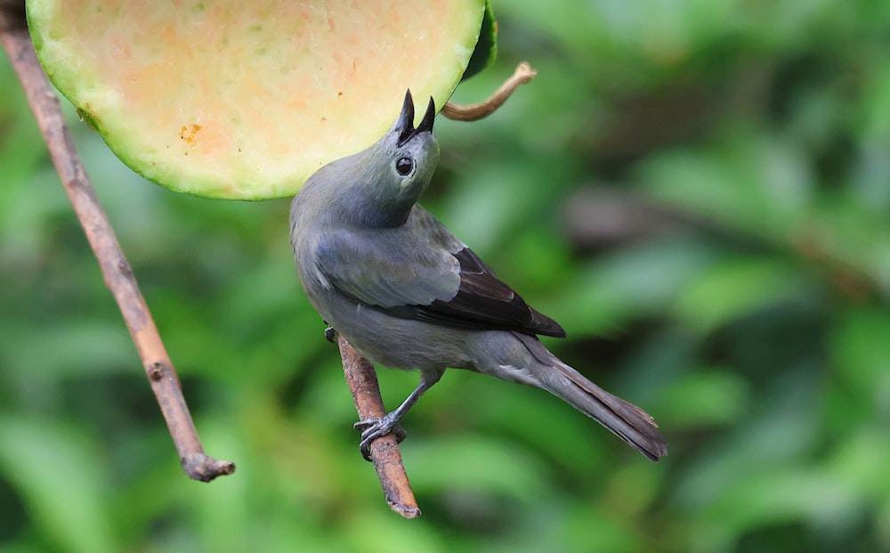 a small bird perched on a branch with an apple in the background