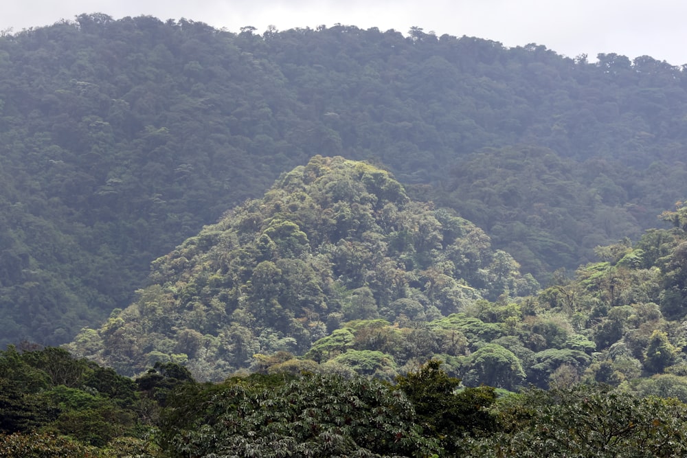 a group of trees in the foreground with a mountain in the background