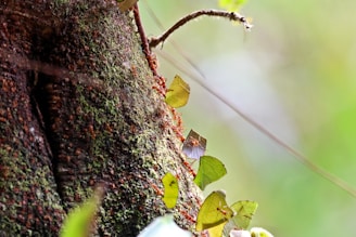 A colony of leafcutter ants is carrying large pieces of green leaves along the textured surface of a tree trunk, which is covered in moss and vegetation.