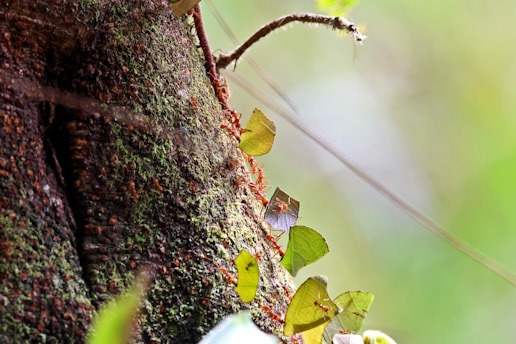 A colony of leafcutter ants is carrying large pieces of green leaves along the textured surface of a tree trunk, which is covered in moss and vegetation.