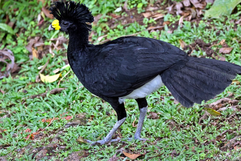 a black and white bird standing on a lush green field