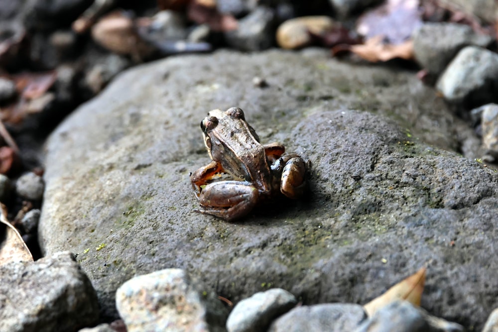 a bug sitting on top of a rock covered in leaves