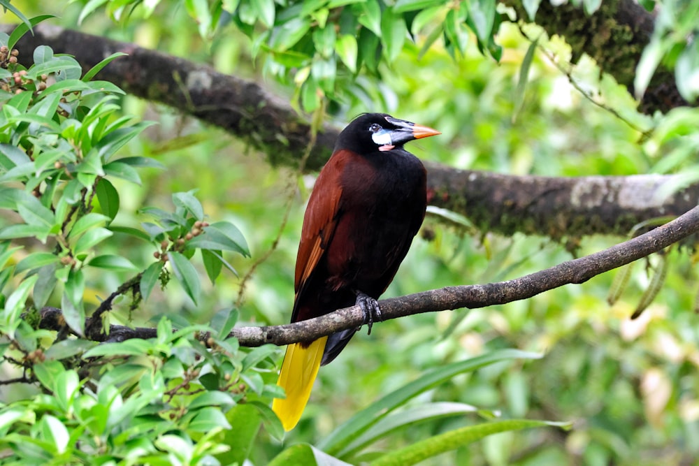 a colorful bird perched on a tree branch