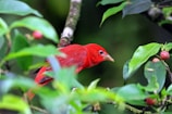 A vibrant crimson rosella perched on a flowering bush in the wild.