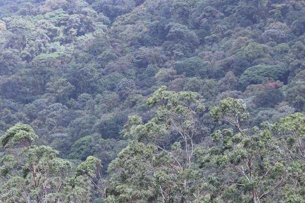 A dense forest landscape covered with various species of trees and thick vegetation. The canopy reveals different shades of green, indicating a rich biodiversity. Sunlight filters through the leaves, creating a serene and natural ambiance.