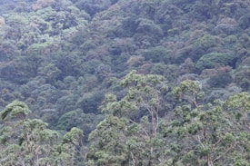 A dense forest landscape covered with various species of trees and thick vegetation. The canopy reveals different shades of green, indicating a rich biodiversity. Sunlight filters through the leaves, creating a serene and natural ambiance.