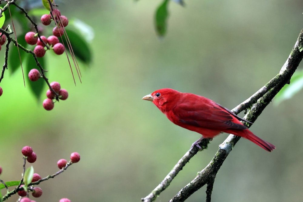 a red bird sitting on a branch of a tree