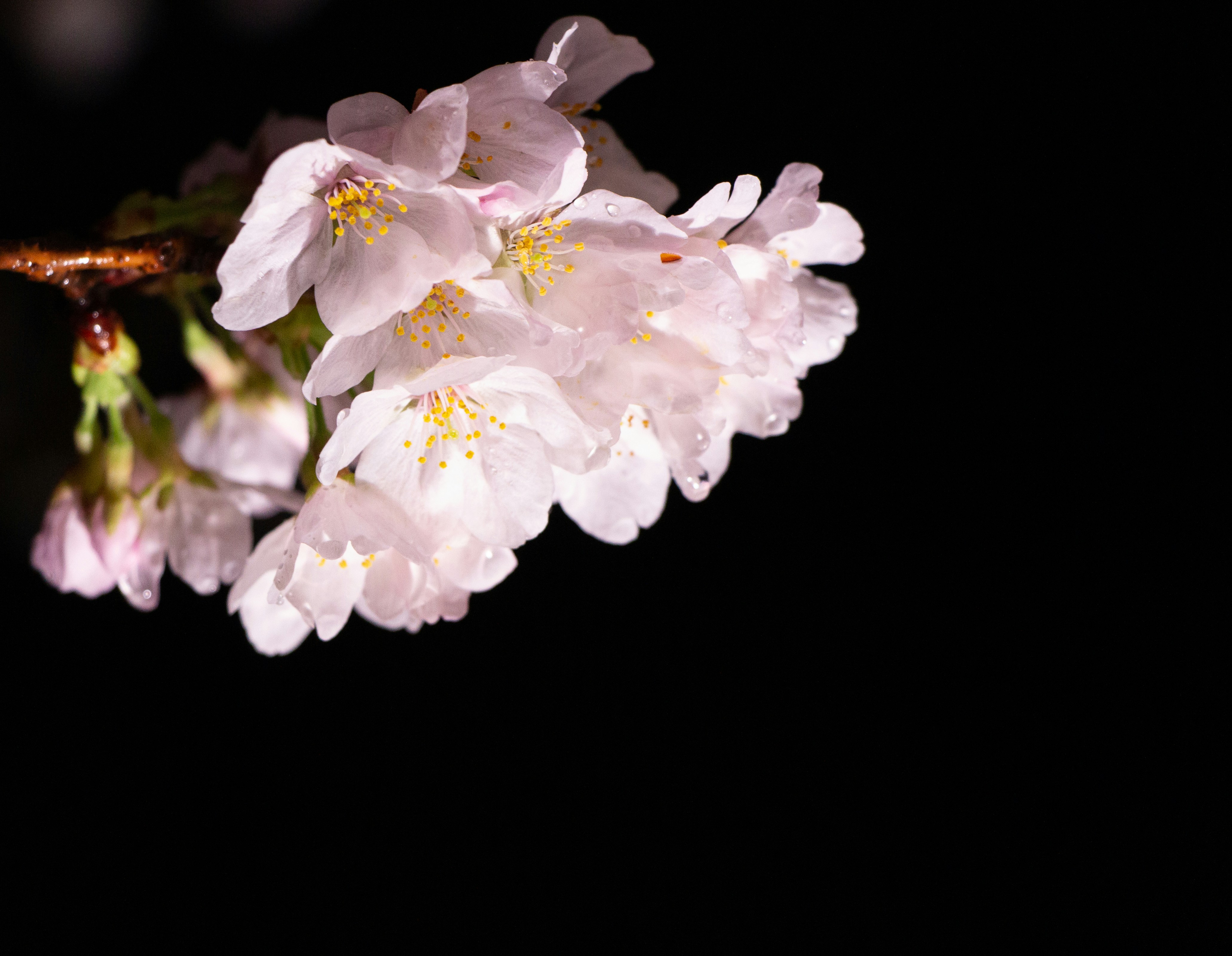 a close up of a flower on a tree branch