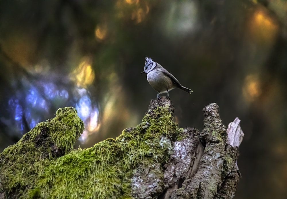 a small bird perched on top of a moss covered tree stump