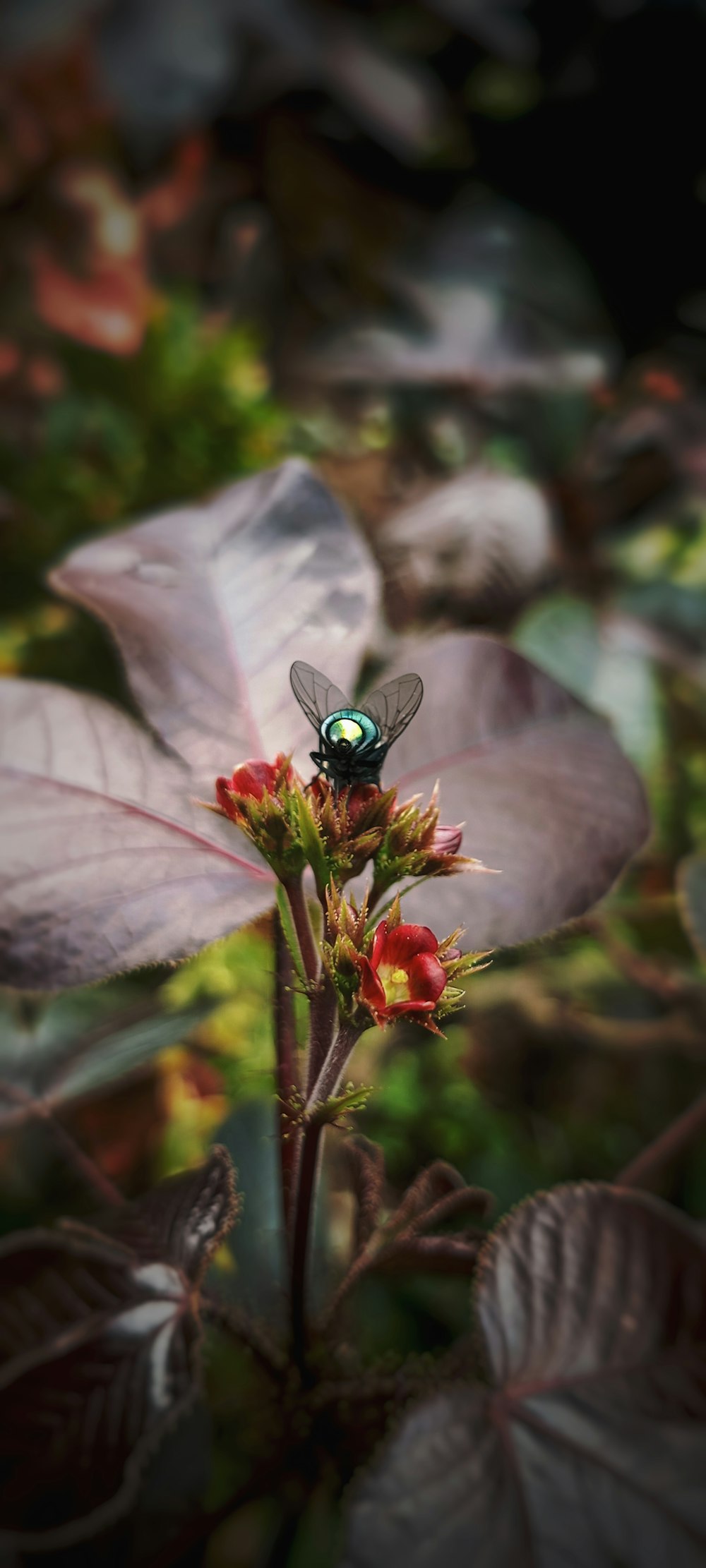 a green fly sitting on top of a red flower