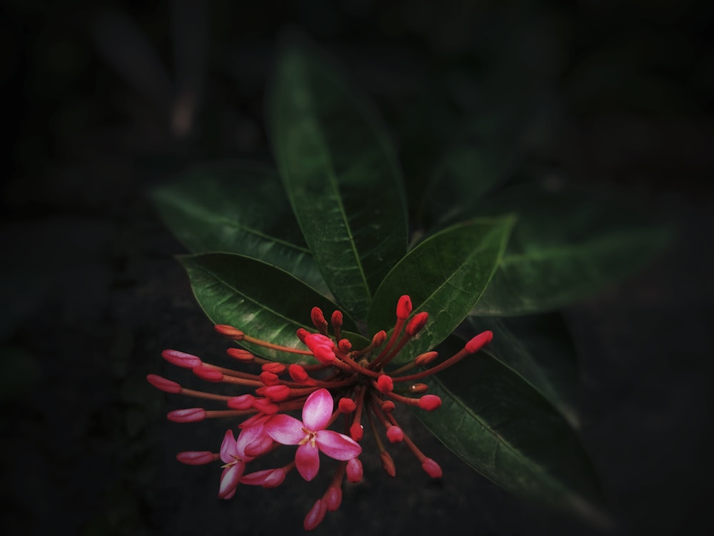 a close up of a flower on a plant