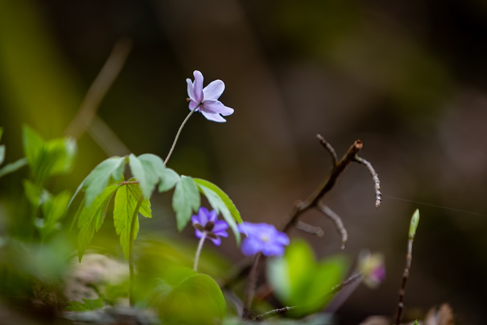 a small purple flower sitting on top of a lush green forest