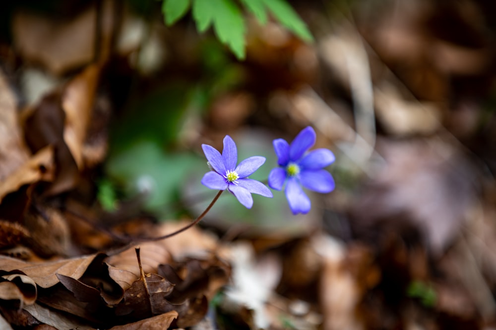 a couple of blue flowers sitting on top of leaves
