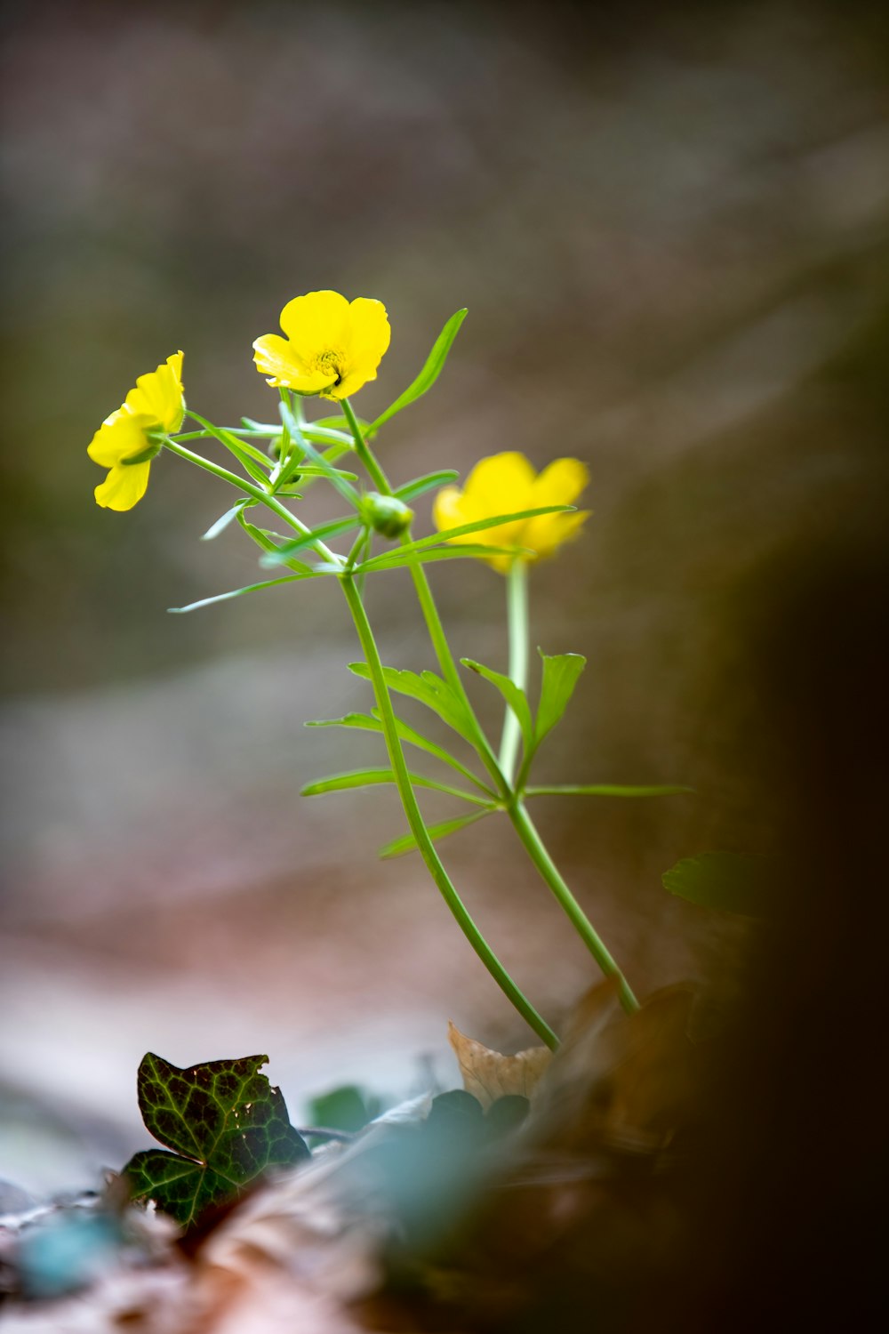 a small yellow flower sitting on top of a leaf covered ground