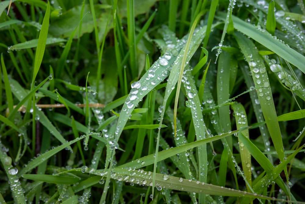 a close up of grass with water droplets on it