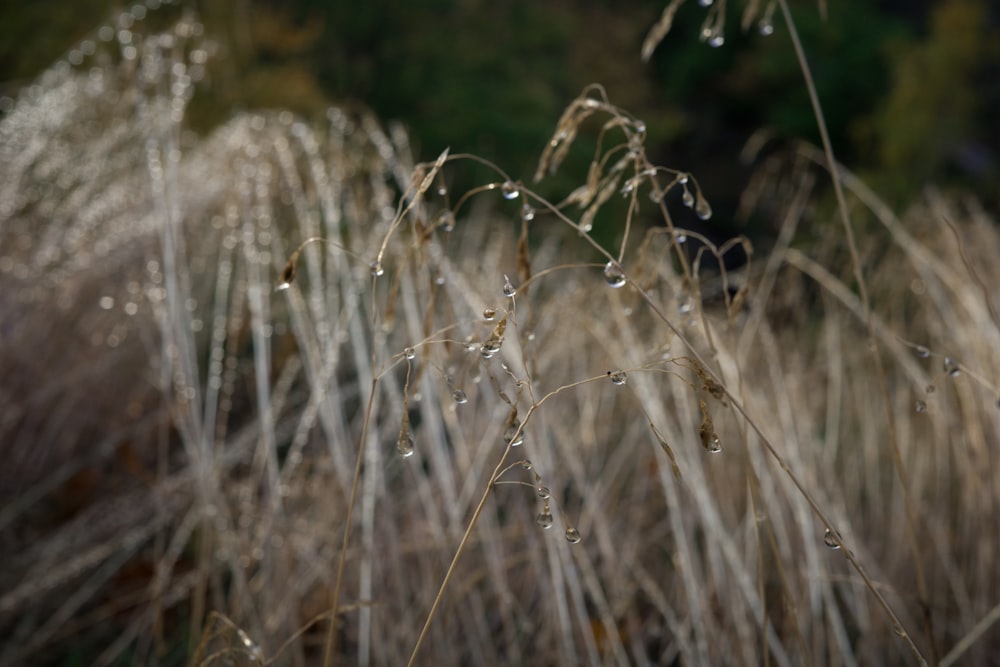 a close up of a plant with water droplets on it