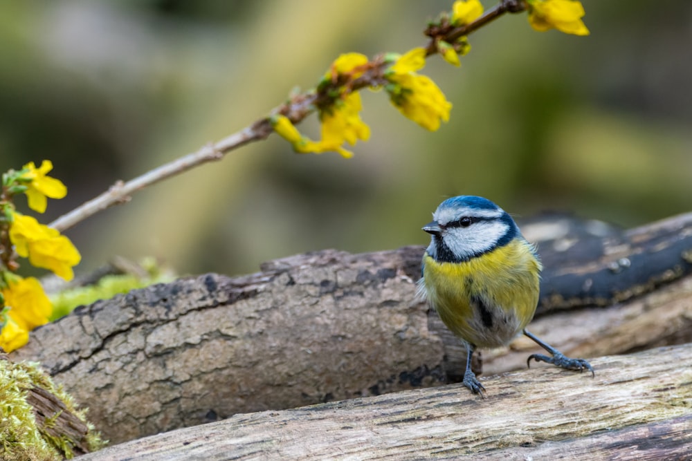 a small blue and yellow bird sitting on a tree branch