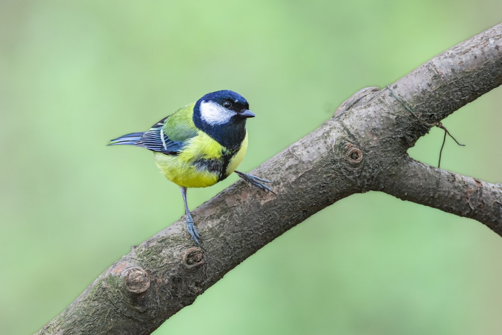 Un petit oiseau bleu et jaune perché sur une branche d’arbre