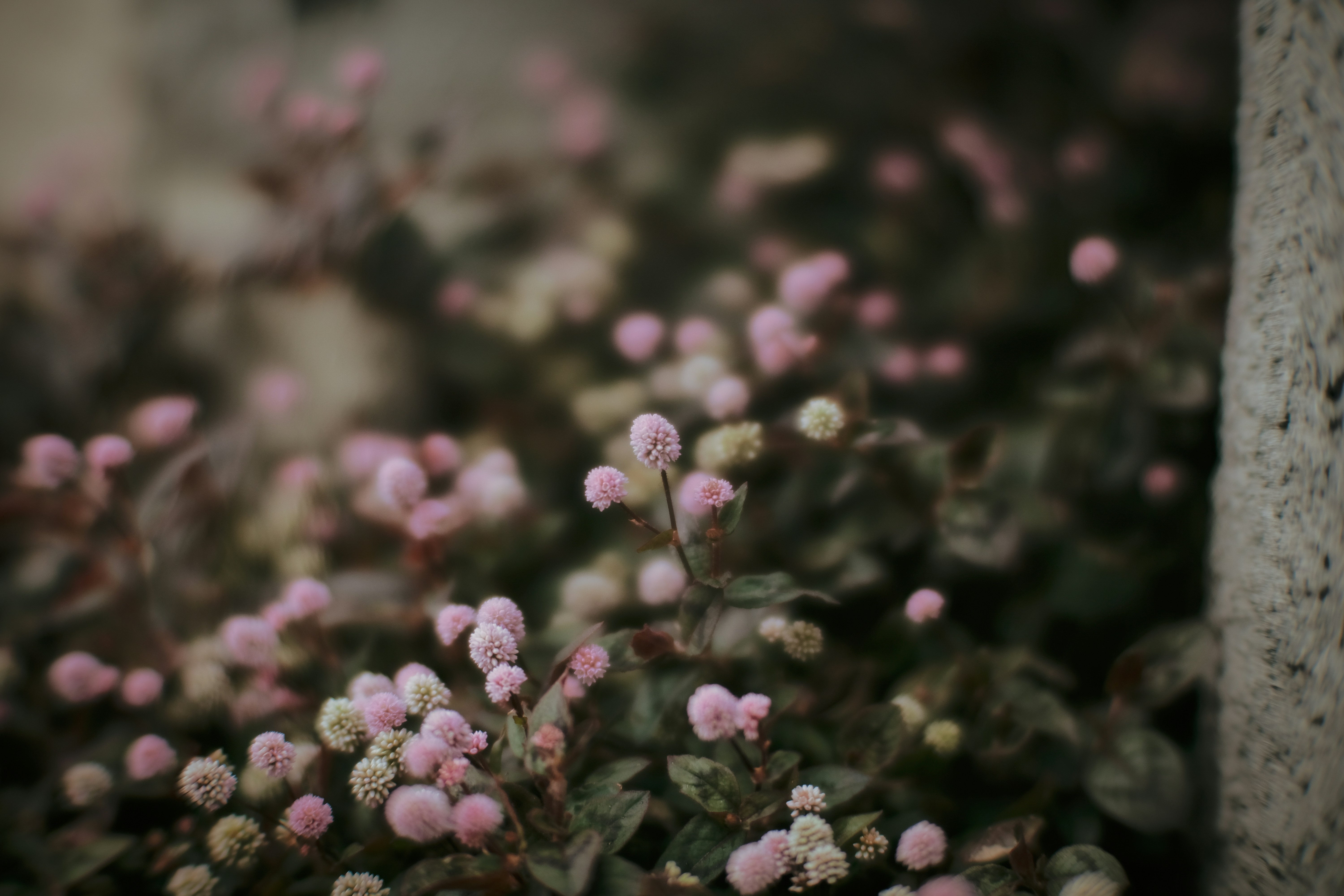 Foto zum Thema Nahaufnahme einer pflanze mit kleinen rosa blüten