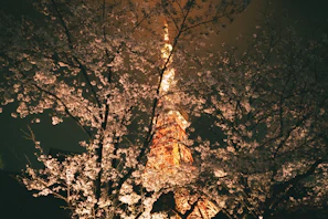 A glowing night view of Tokyo Tower framed by cherry blossoms in full bloom.