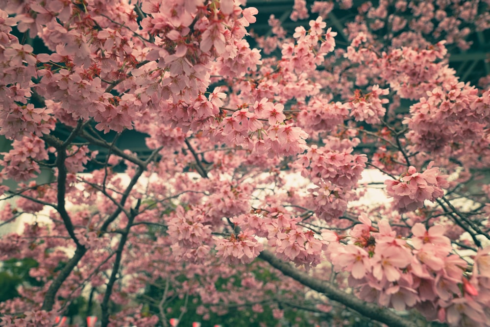 a bunch of pink flowers that are on a tree