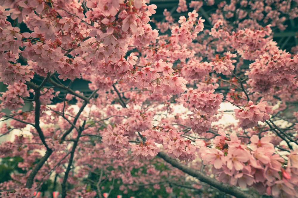 ein Strauß rosa Blumen, die auf einem Baum sind