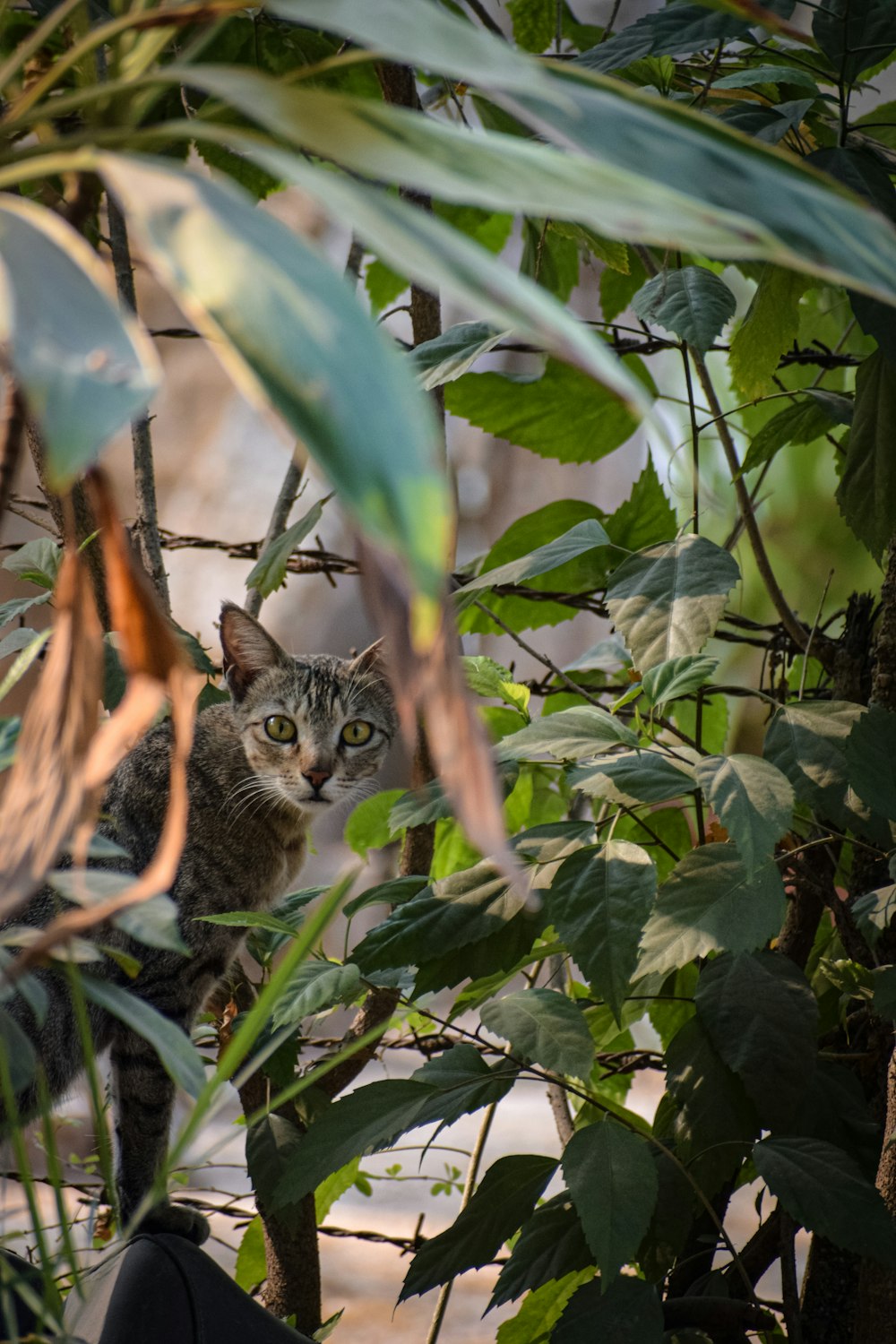 a cat sitting in a tree looking at the camera