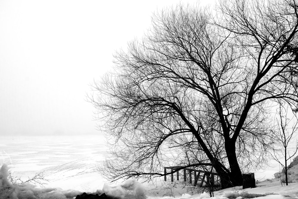 a black and white photo of a tree in the snow