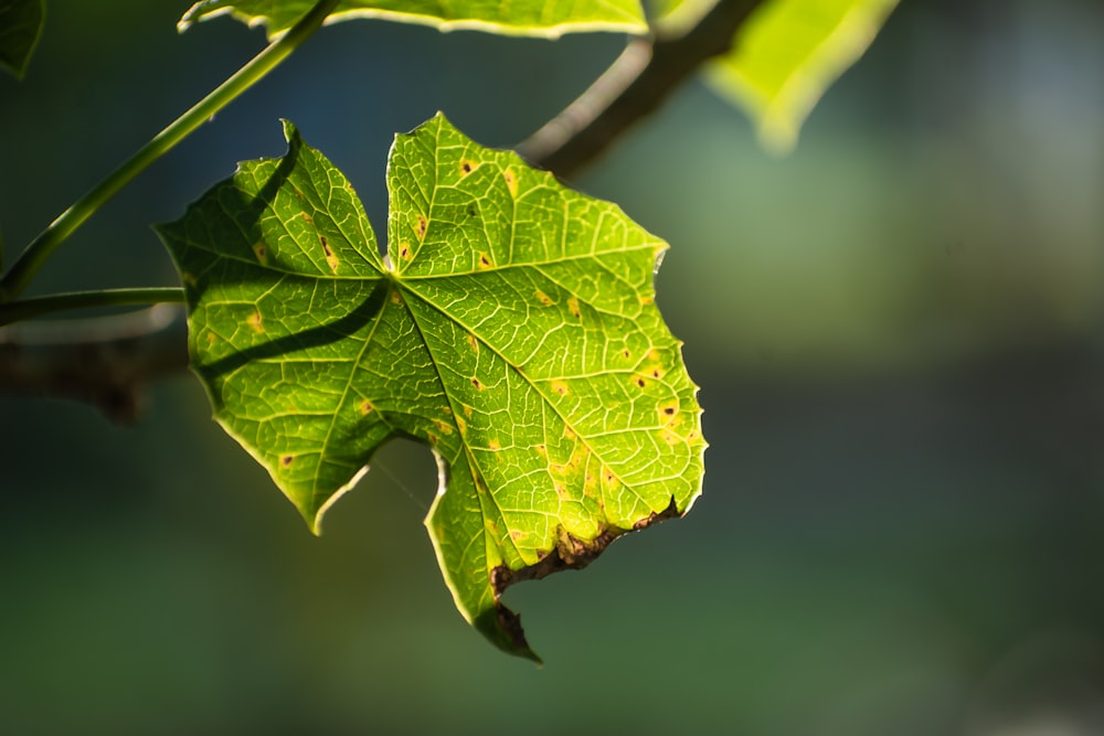 a close up of a leaf on a tree