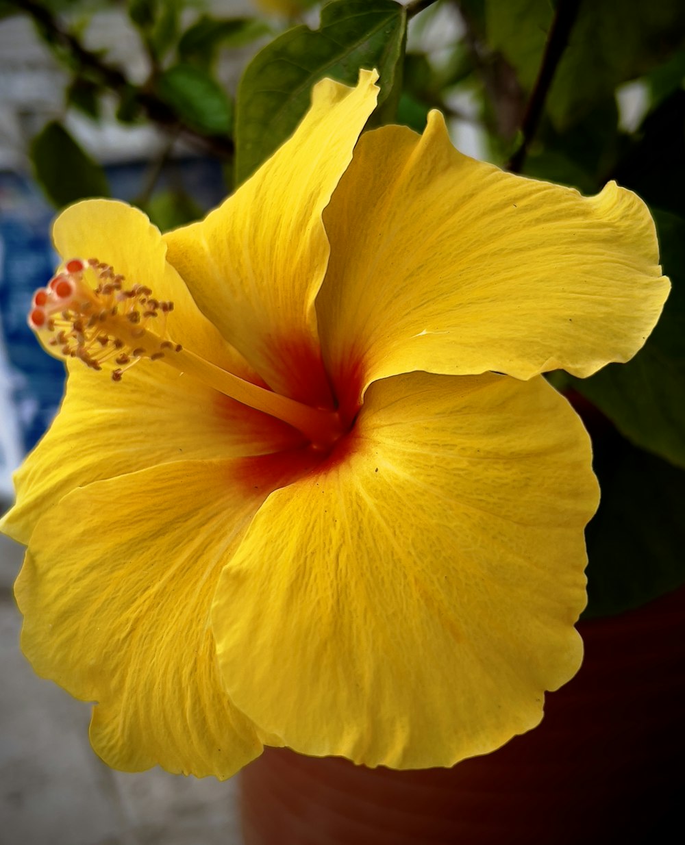 um close up de uma flor amarela em um vaso