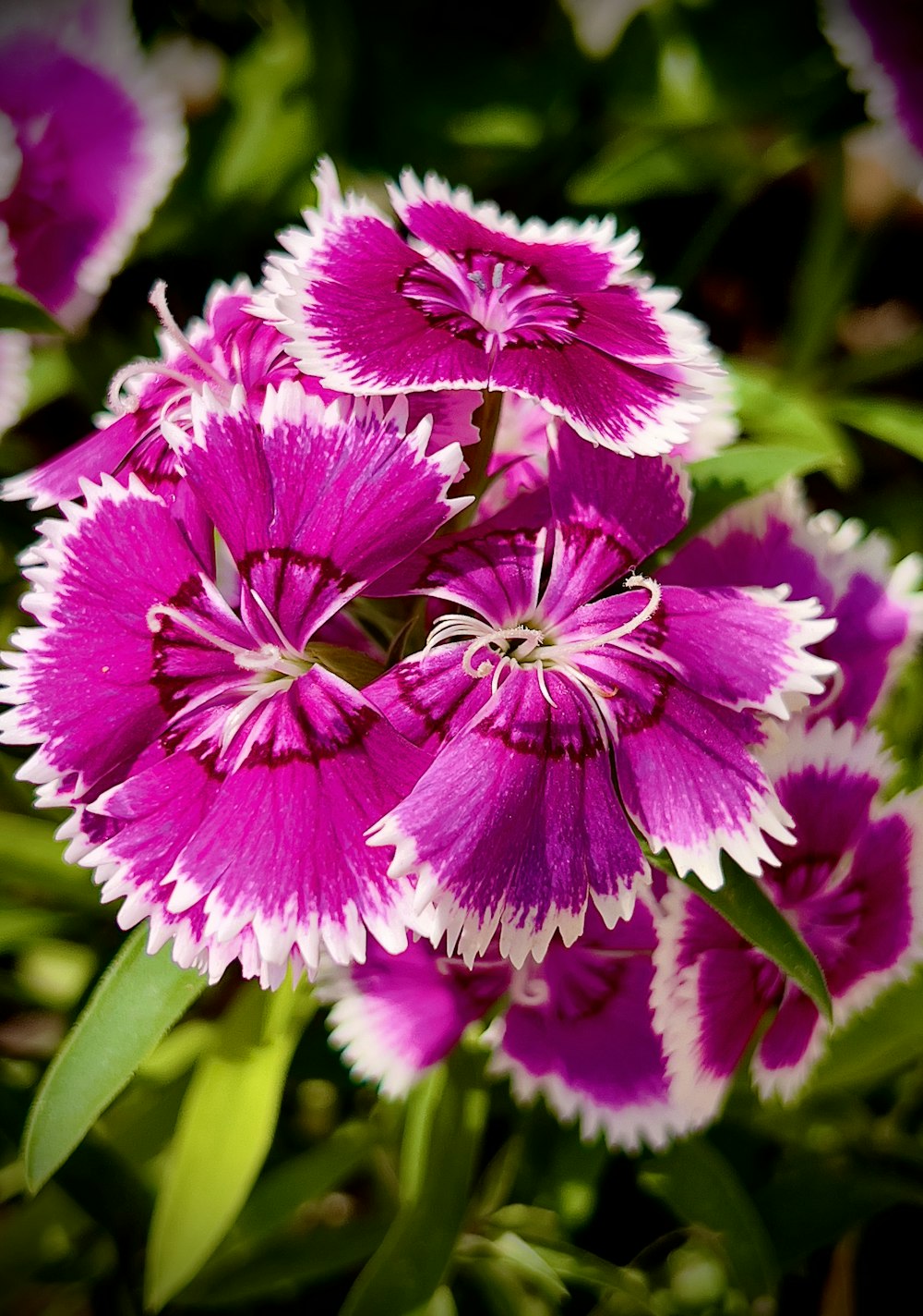 a close up of a purple and white flower