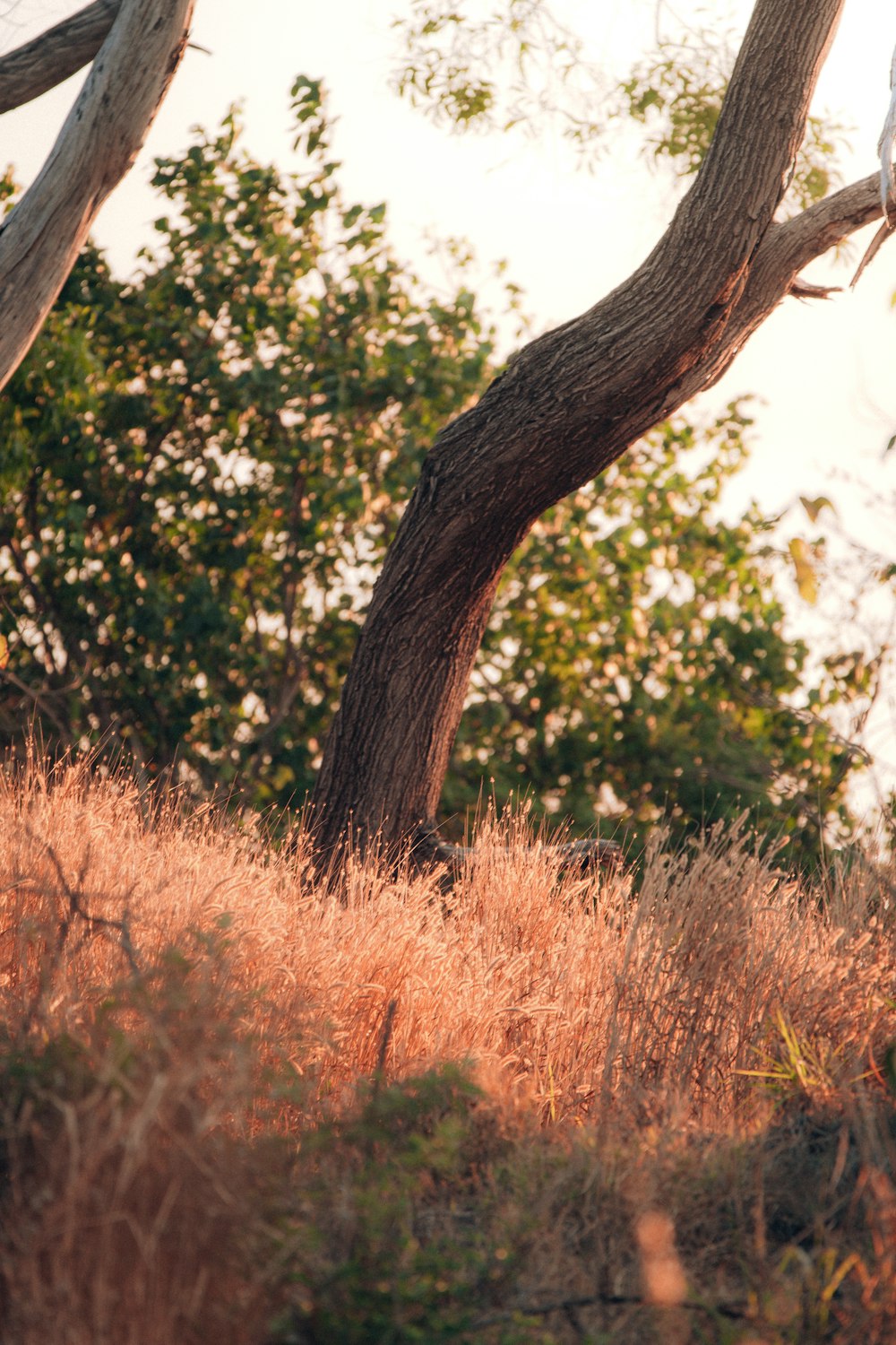 a giraffe standing on top of a dry grass field