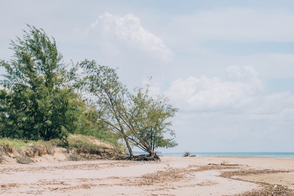 a lone tree on a sandy beach near the ocean