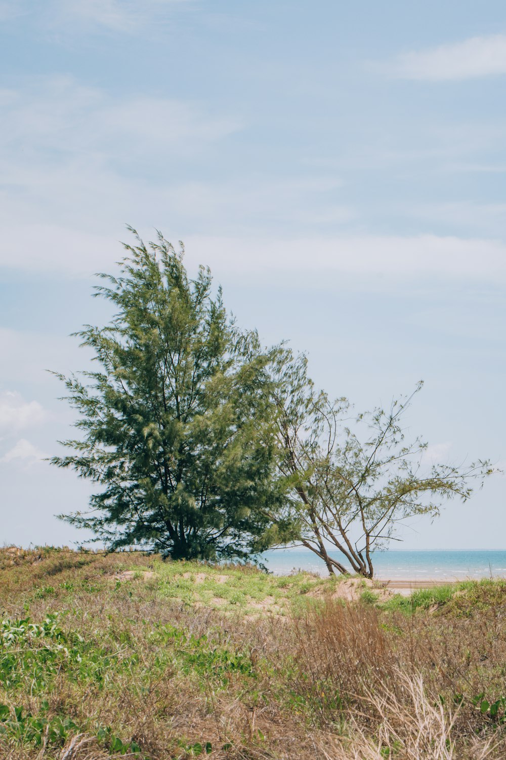 a lone tree on a grassy hill by the ocean
