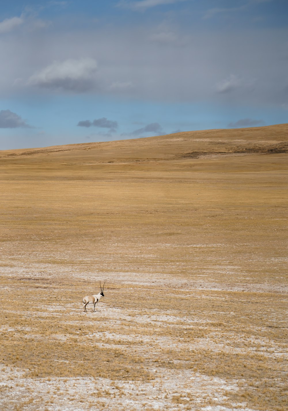 two antelope running across a dry plain