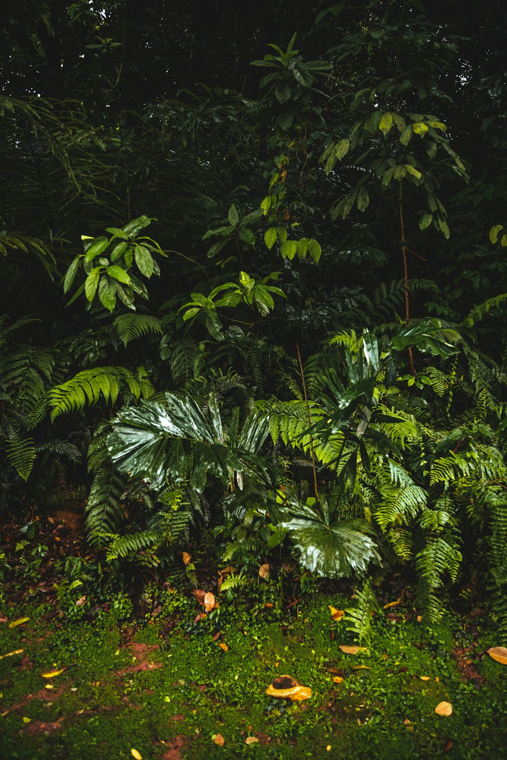 a fire hydrant sitting in the middle of a lush green forest