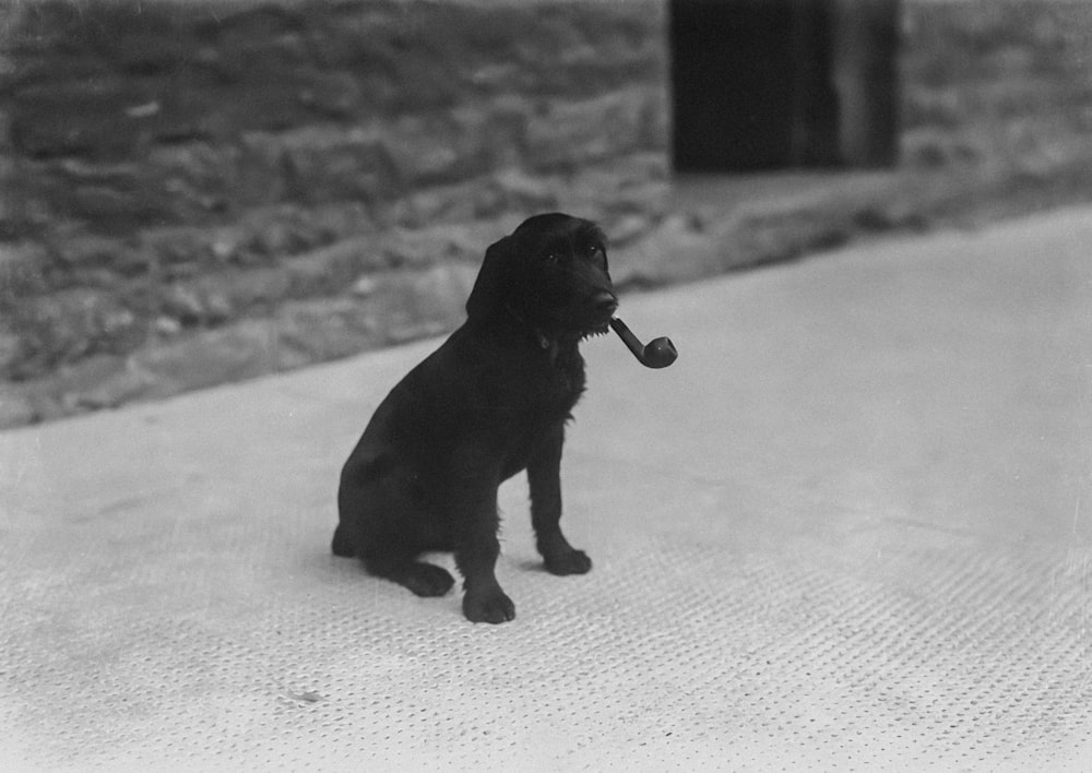 a black dog with a pipe in its mouth