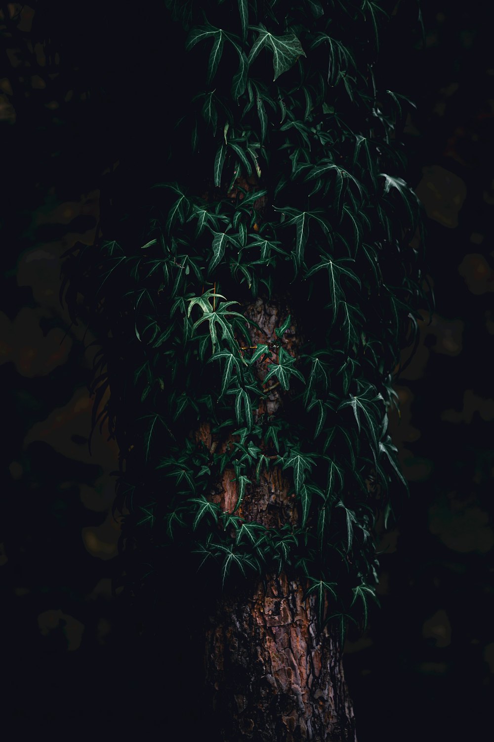 a close up of a tree trunk with a plant growing on it