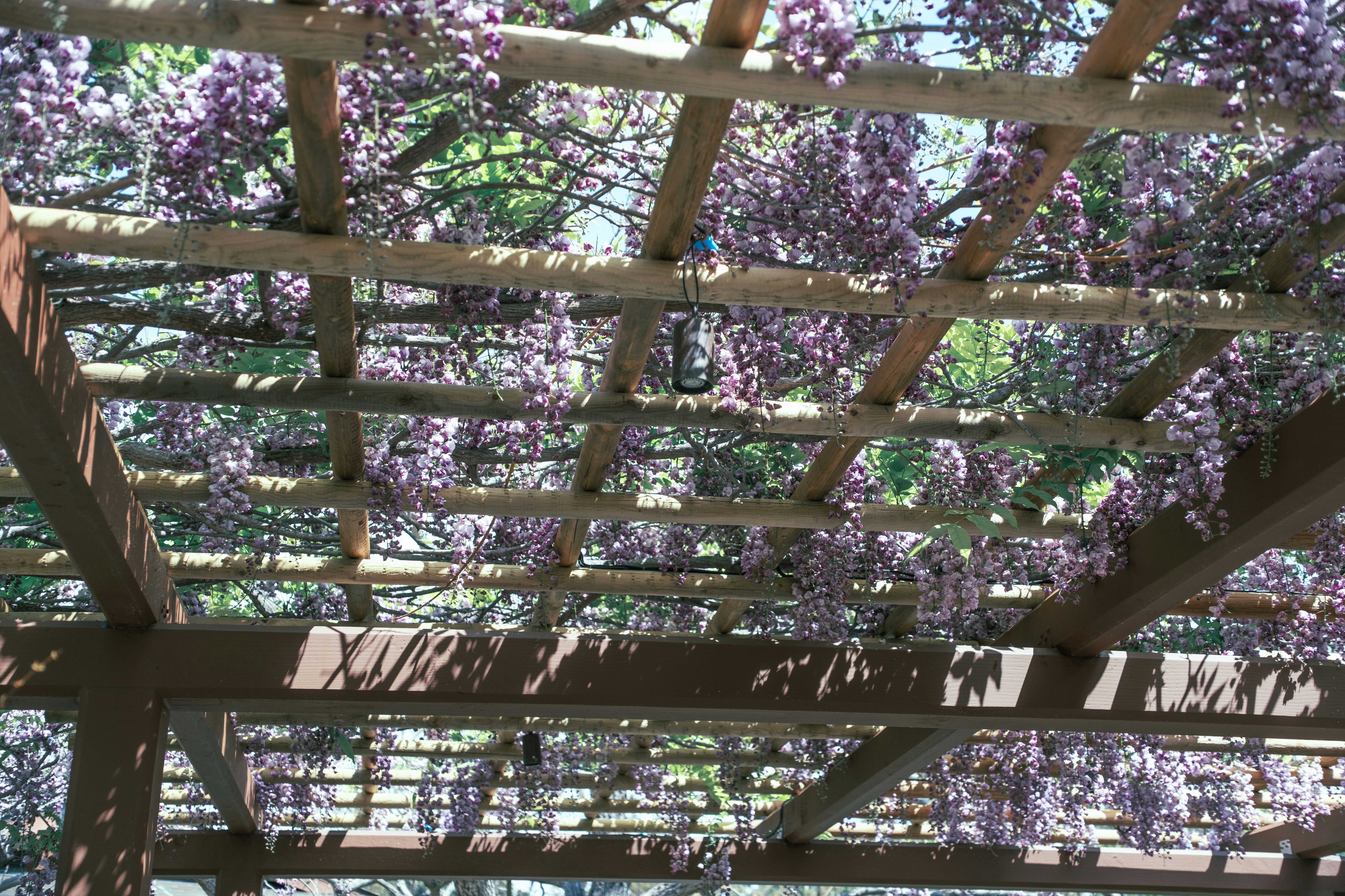 Wooden pergola structure in outdoor garden with climbing plants, bright daylight garden setting