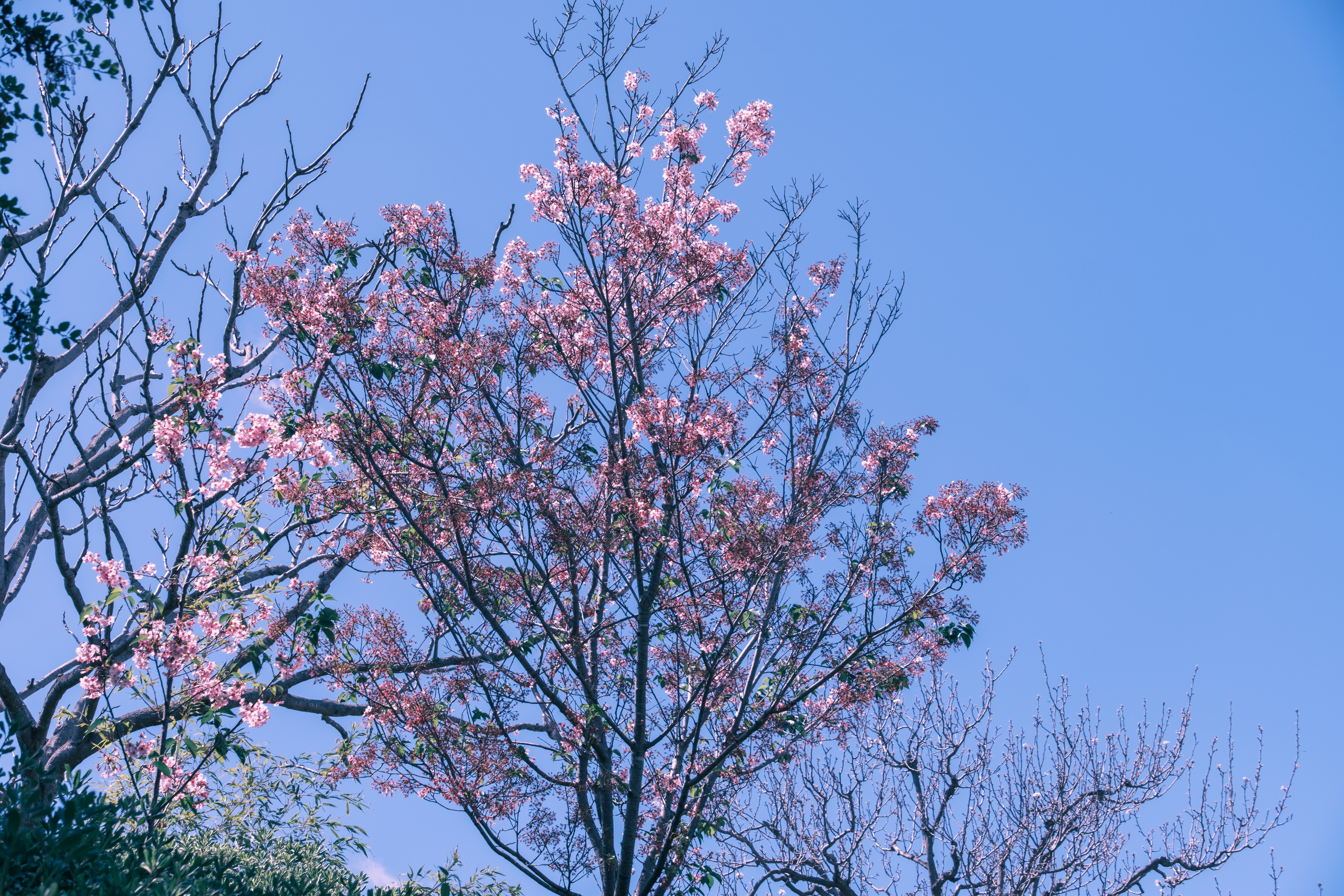 a tree with pink flowers in front of a blue sky