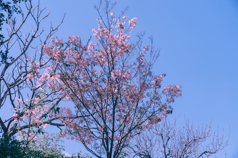 진해 군항제 벚꽃 — 경남 창원의 봄을 알리는 벚꽃 축제