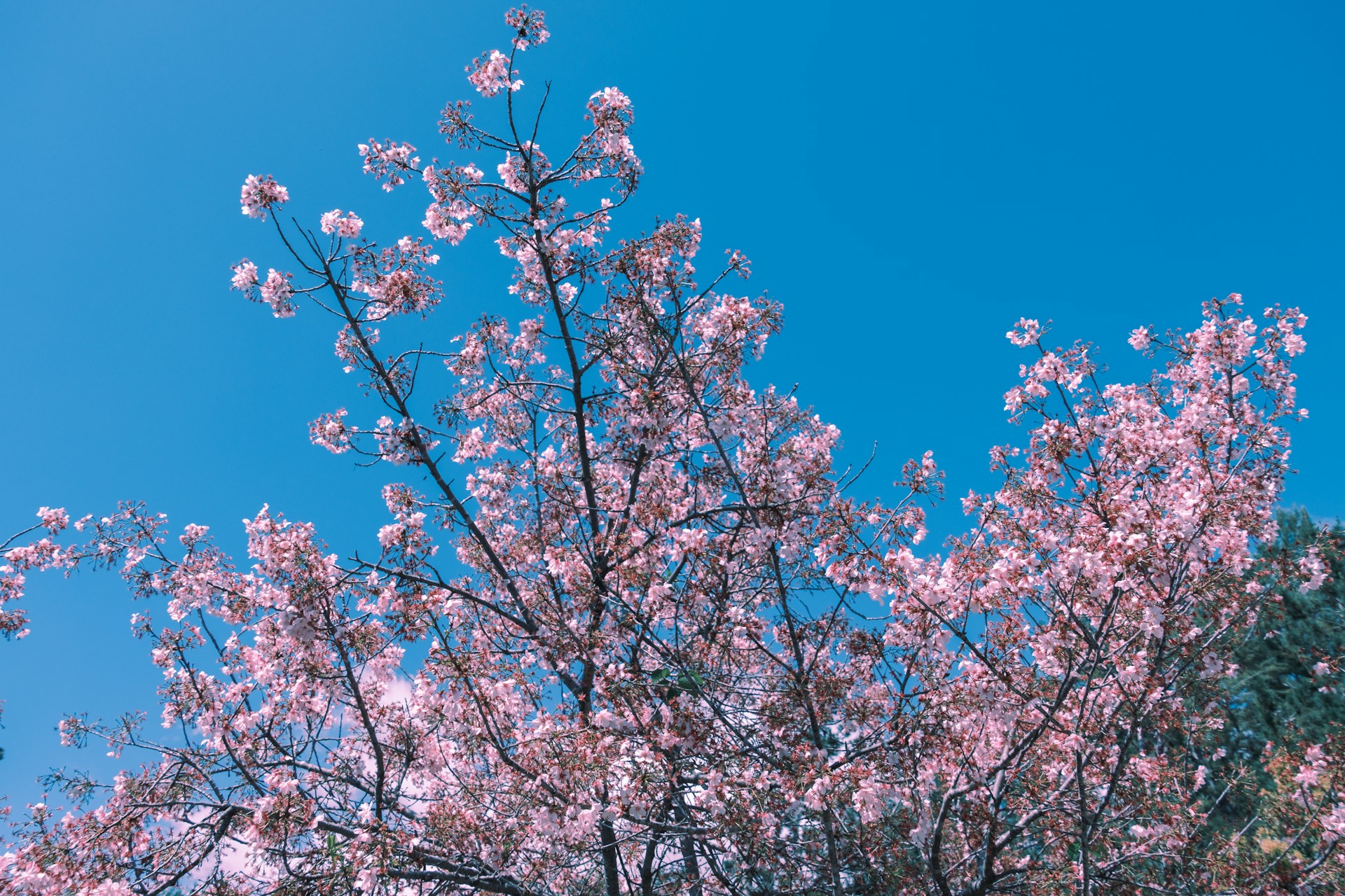 a tree with lots of pink flowers in front of a blue sky