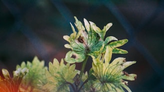 A close-up view of a plant with green, slightly wilted leaves. The background appears to be blurred, possibly consisting of a fence or netting, providing a contrasting texture to the organic shapes in the foreground. Some leaves show signs of browning or damage.