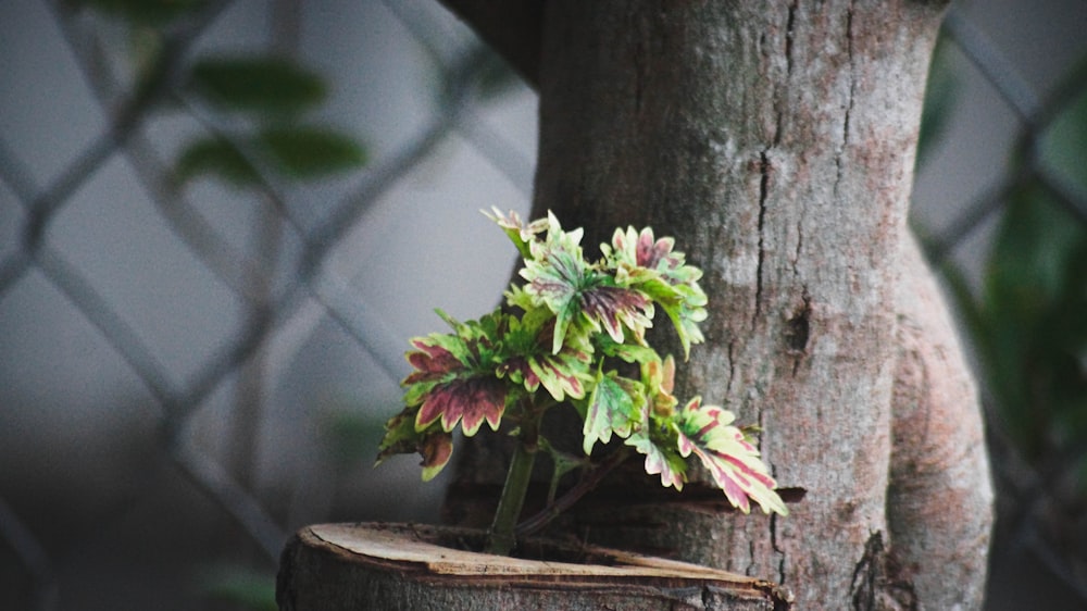 a tree stump with a plant growing out of it